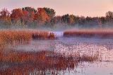 Misty Marsh At Sunrise_23893